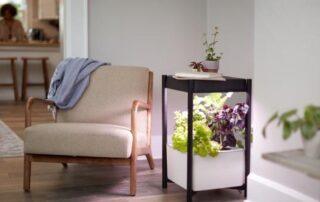 How to Grow a Salad Indoors - Orlando, Florida | Luxury Orlando Homes for Sale | Daniel Wilson REMAX Orlando Real Estate Expert