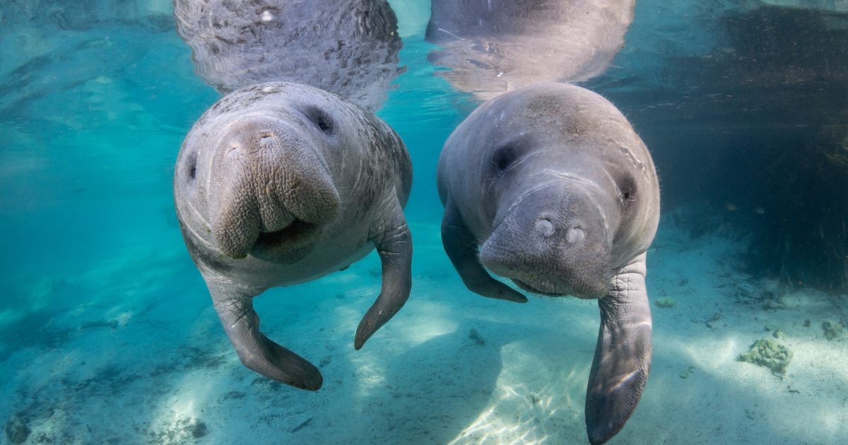 Florida has plenty of that too. From manatees to alligators to sea turtles, there are plenty of opportunities to see animals up close.